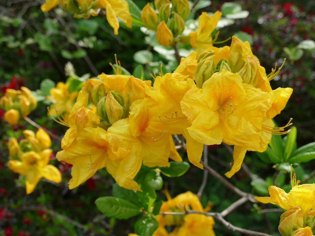 Unknown hybrid